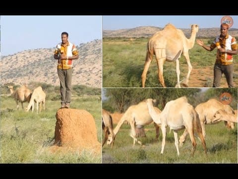 BARNAAMIJ : Habka Cusub ee Geel Dhaqashada.
