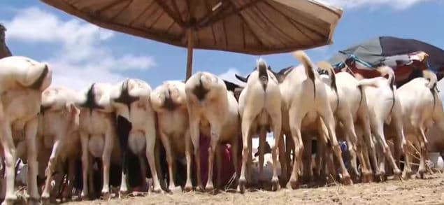 War-bixin: Xanuunka Covid_19 Oo Saameeyay Iibka Xoolaha Nool Ee Somaliland
