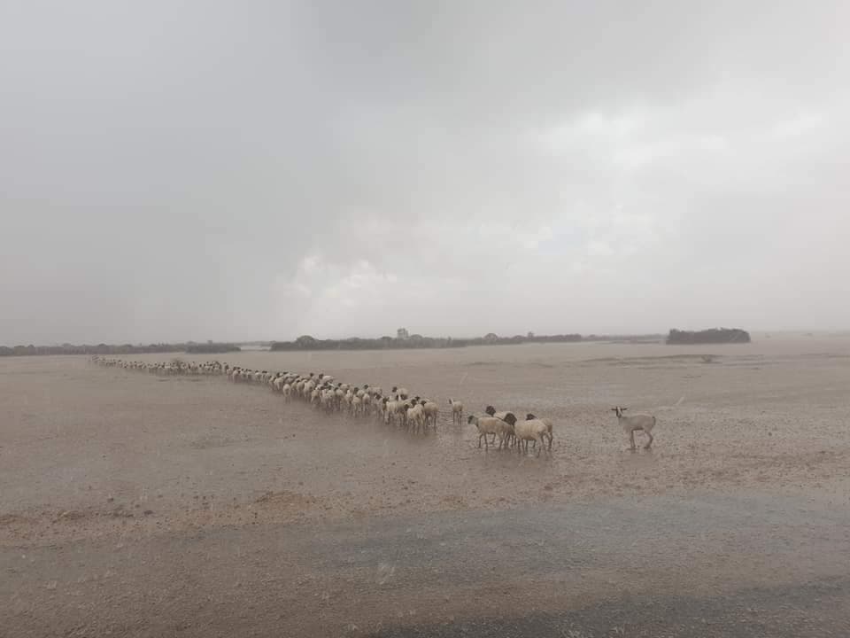 Roobabkii Gu’ga Oo Ka Curtay Somaliland