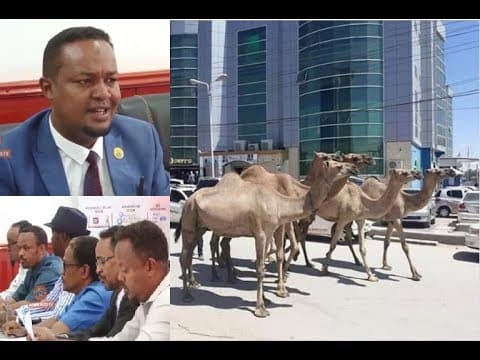 Dawladda Hoose ee Hargeysa oo Go’aan Ka Gaadhay Xoolaha Magaalo Joogga ah.