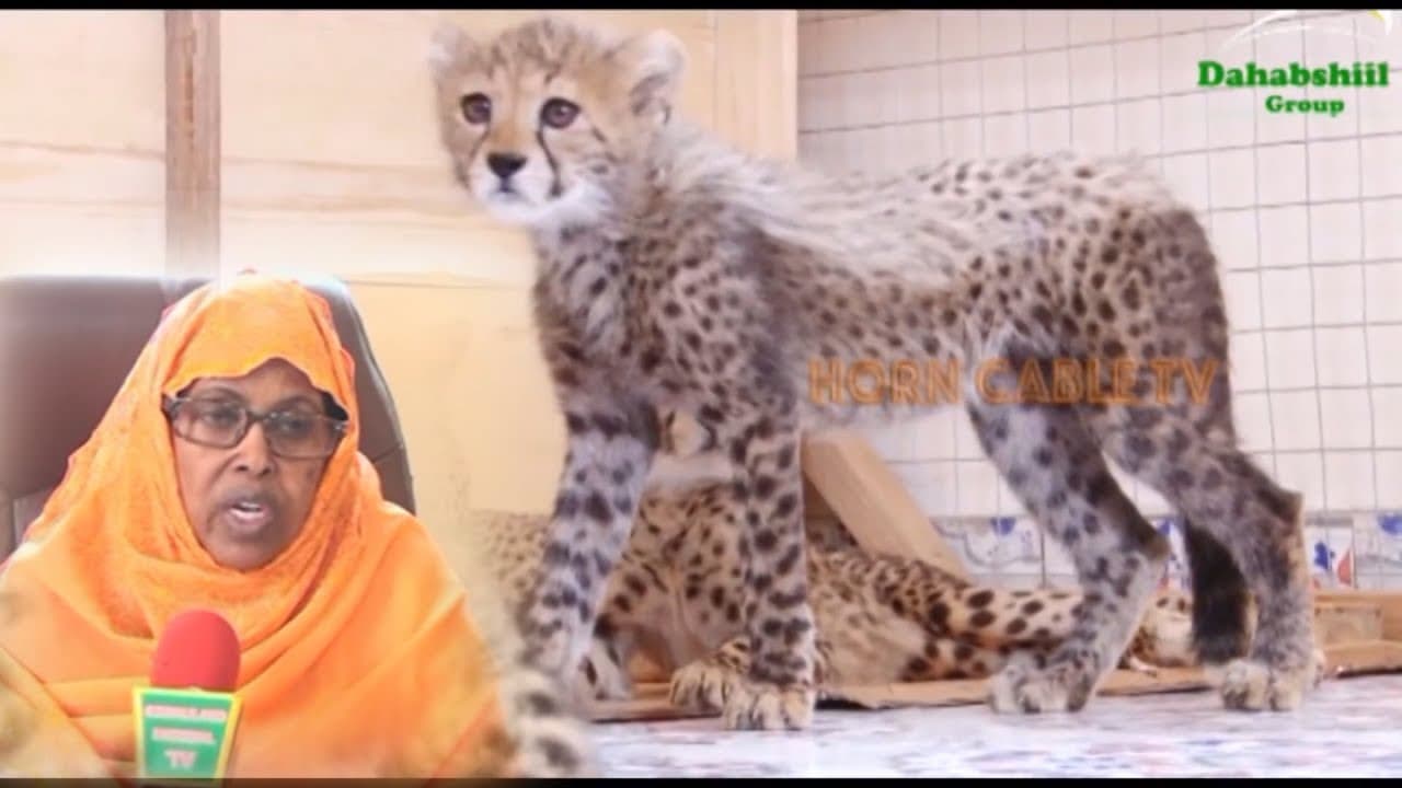 Wasaaradda Deegaanka Somaliland oo lagu Eedeeyay inay Duurjoog ka iibisay Koonfur Afrika.