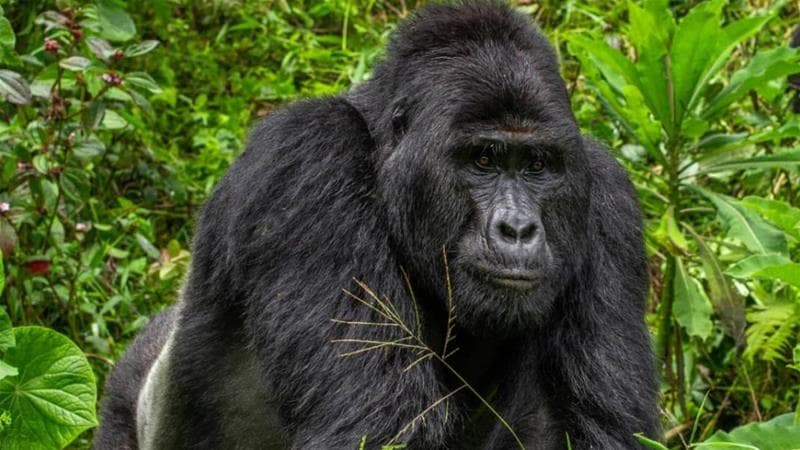 Uganda: 4 Qof Oo Loo Xidhay Dilka Goriile Caan Ahaa
