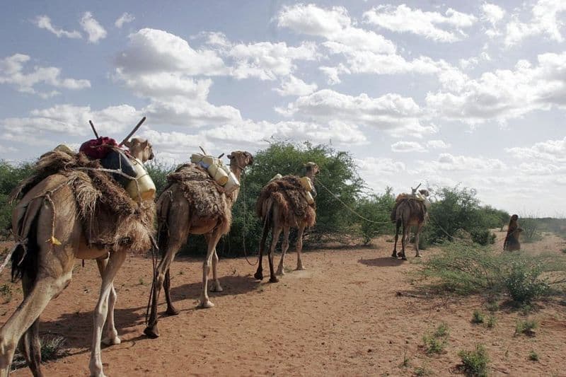 Muxuu Yahay Hergebka Uu U Dhimanayo Geela Soomaalida Kenya ?