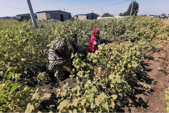 Itoobiya Oo Digniin U Dirtay Sudan Oo Ciidamo Soo Dhoobtay Xuduuda Xiisadu Ka Taagan Tahay